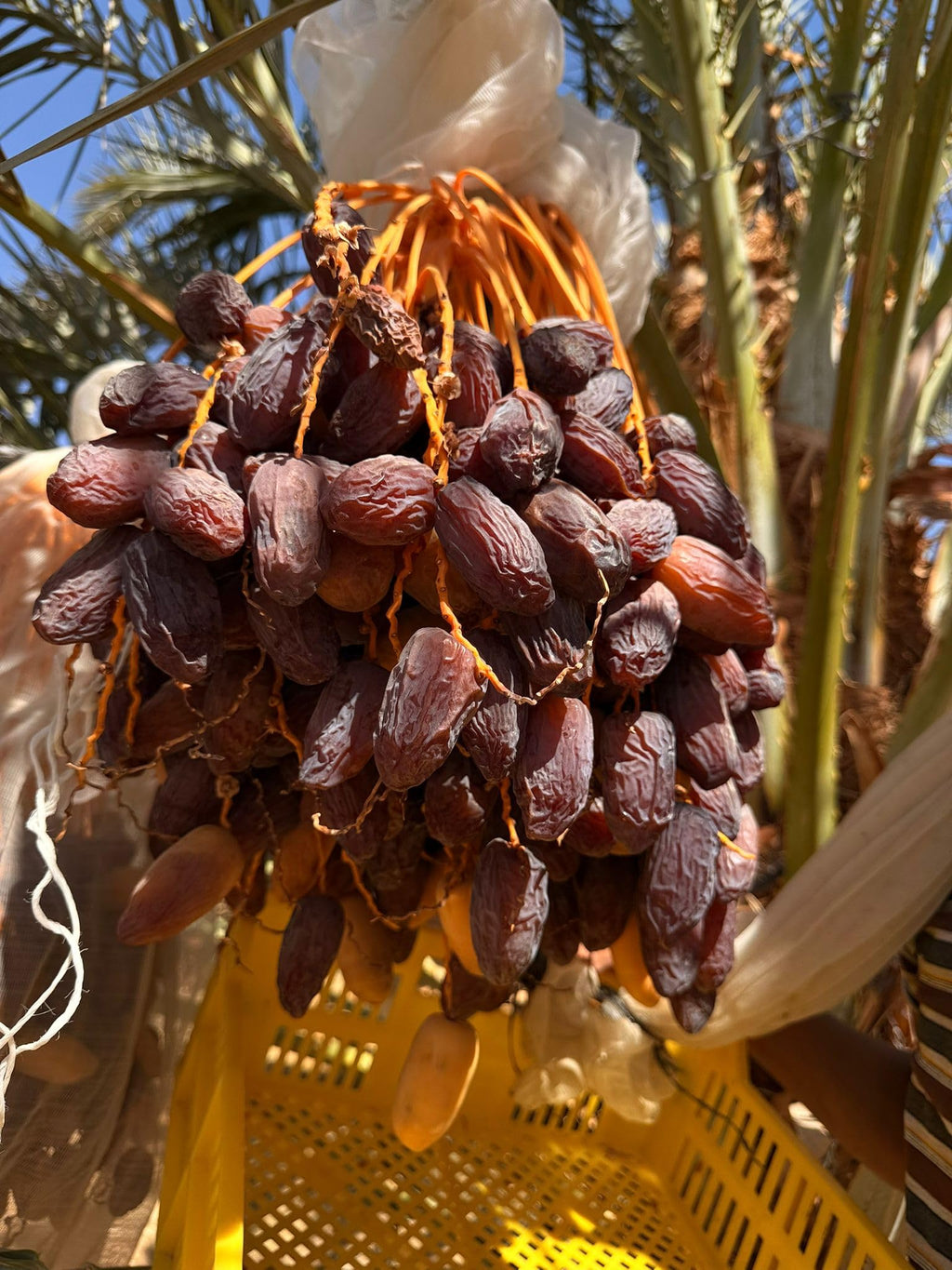 Medjool Medjoul Datteln aus Ägypten - 100% naturell I ohne Konservierungsstoffe, Premium Datteln Kiste Deglet Nour | VEGAN | fruchtiger, honigsüßer aromatischer 1 kg / 5 kg