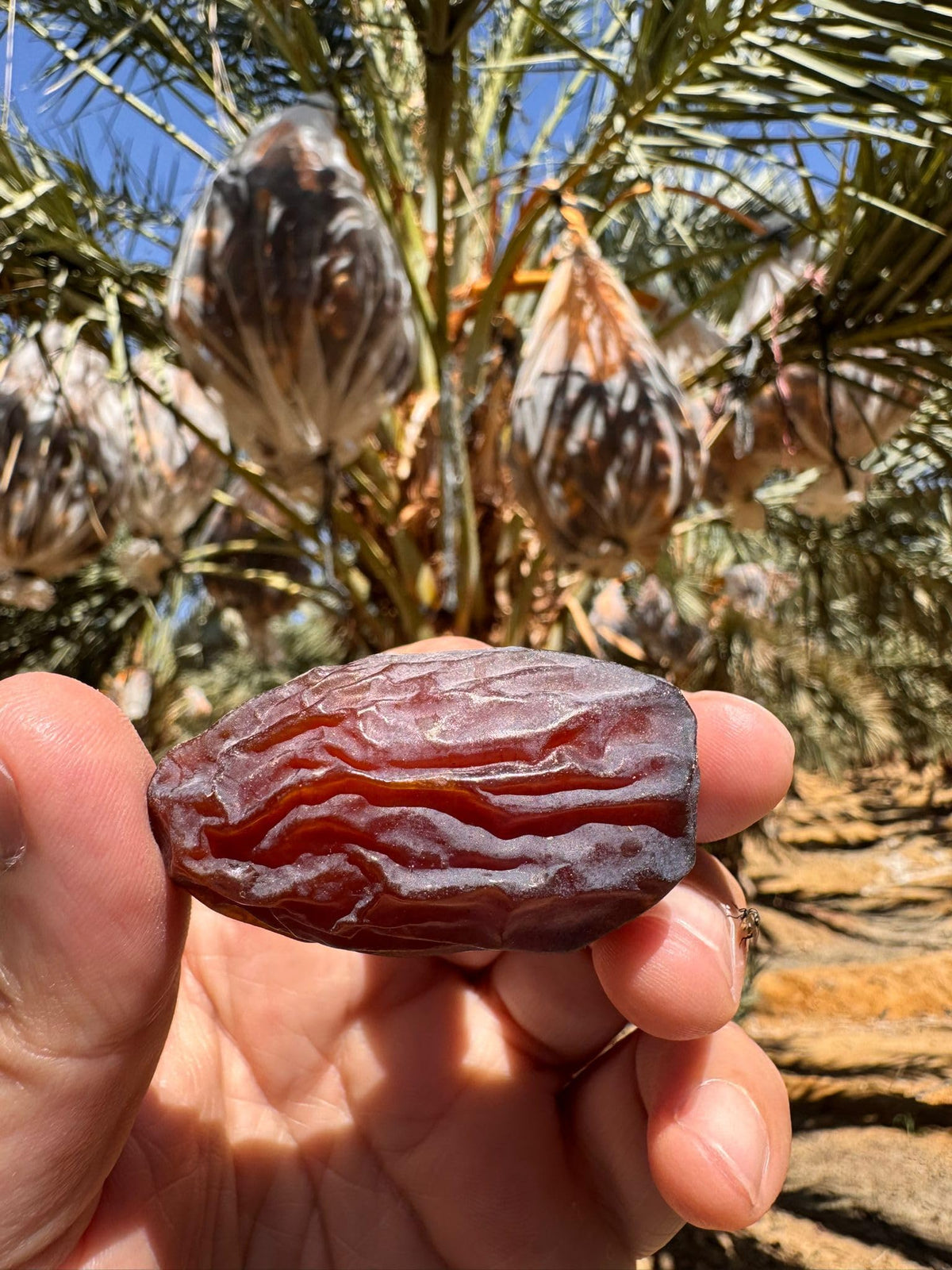 Medjool Medjoul Datteln aus Ägypten - 100% naturell I ohne Konservierungsstoffe, Premium Datteln Kiste Deglet Nour | VEGAN | fruchtiger, honigsüßer aromatischer 1 kg / 5 kg